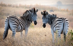 Read Aloud eBook The Zebra