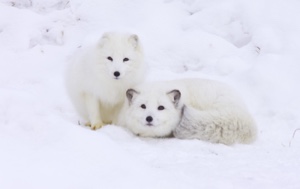 Read Aloud eBook The Arctic Fox