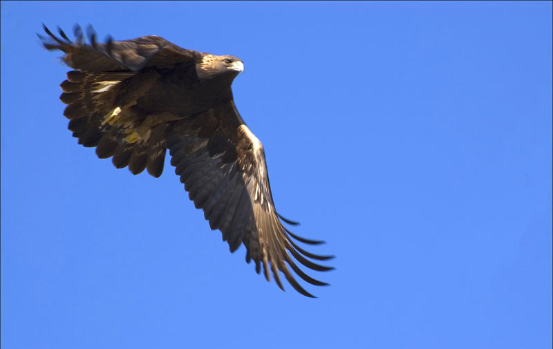 Read Aloud eBook the Golden Eagle