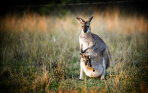 Read Aloud eBook the Red Kangaroo