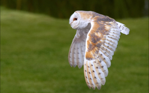 Read Aloud eBook the Barn Owl