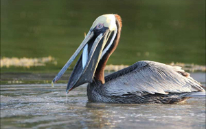 Read Aloud eBook the Brown Pelican