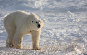 Read Aloud eBook the Polar Bear