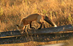 Read Aloud eBook the Red Fox