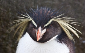 Read Aloud eBook The Rockhopper Penguin