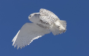 Read Aloud eBook The Snowy Owl