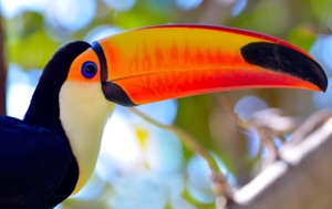 Read Aloud eBook the Toucan